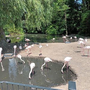 Greater Flamingo Enclosure
