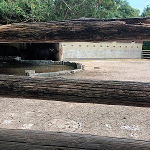 Water Buffalo Enclosure