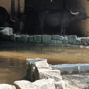 Water Buffalo