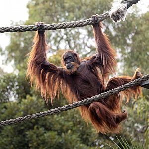 Sumatran orangutan 'Puspa'