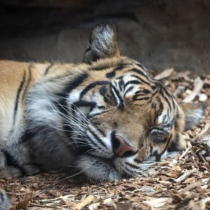 Sumatran tiger 'Delilah'
