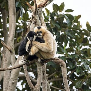White-cheeked gibbons 'Tuson' and 'Viet'