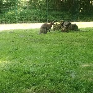 Bennetts Wallaby