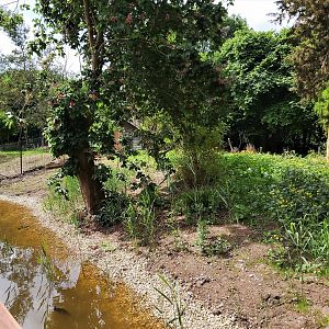 First Southern cassowary enclosure