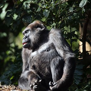 Western gorilla 'Yuska'
