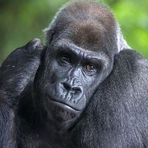 Western gorilla 'Kimya'