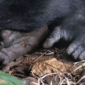 Western gorilla 'Kimya'