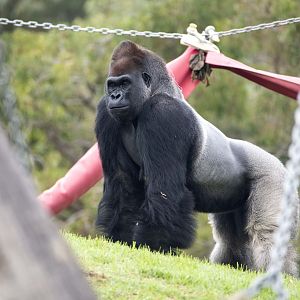 Western gorilla 'Ganyeka'