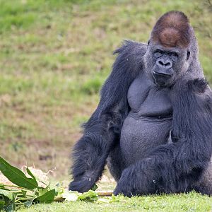 Western gorilla 'Yakini'