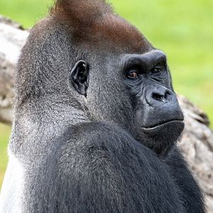 Western gorilla 'Ganyeka'