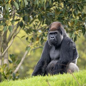 Western gorilla 'Motaba'