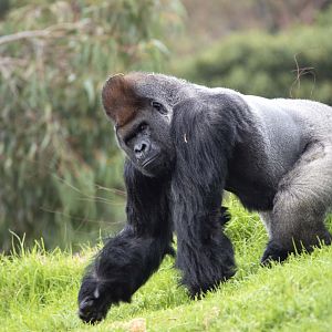 Western gorilla 'Motaba'