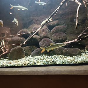 Freshwater Life Common Barbel and Tench Tank