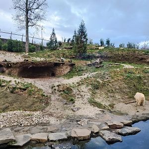 Male polar bear enclosure