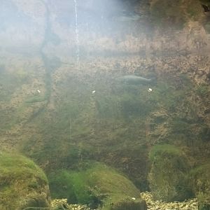 Freshwater Life Brown Trout Tank
