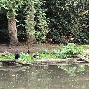 Red breasted Goose, Bar headed Goose and Great Cormorant Enclosure
