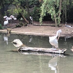 Great white Pelican, Dalmatian Pelican and White naped Crane Enclosure