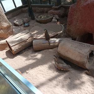 Slender tailed Meerkat Enclosure