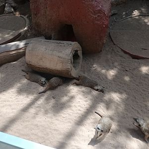 Slender tailed Meerkats