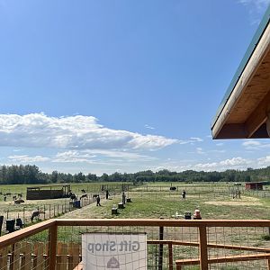 Overlooking Reindeer Pasture from Gift Shop