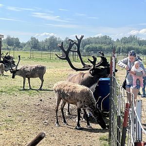 Guests and Reindeer