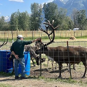 Largest Bull in herd