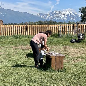 Cleaning station, Knik Glacier in background