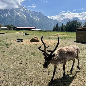 Reindeer below Pioneer Peak