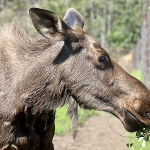 Moose Cow “Lucy”