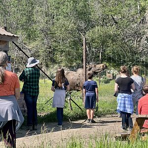Guests and Moose