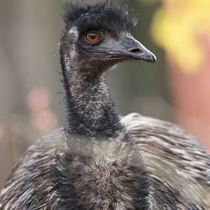 Common emu (Dromaius novaehollandiae)