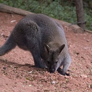 Benett's wallaby (Notamacropus rufogriseus)