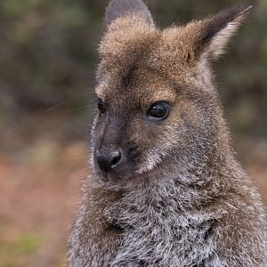 Benett's wallaby (Notamacropus rufogriseus)