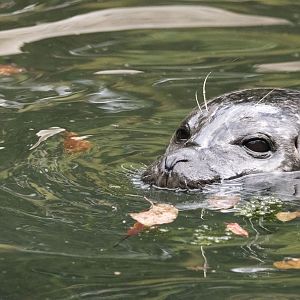 Eastern Atlantic harbour seal (Phoca vitulina vitulina)