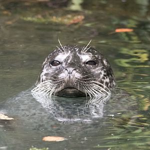 Eastern Atlantic harbour seal (Phoca vitulina vitulina)