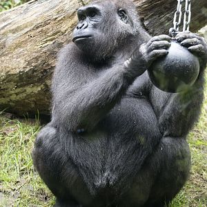 Western lowland gorilla (Gorilla gorilla gorilla)