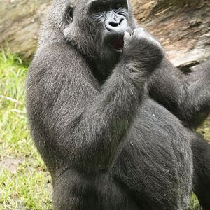 Western lowland gorilla (Gorilla gorilla gorilla)