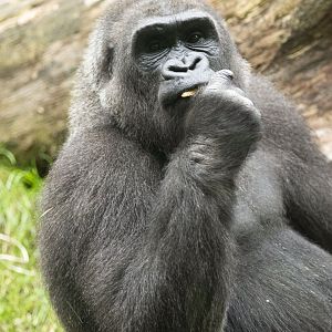 Western lowland gorilla (Gorilla gorilla gorilla)