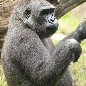 Western lowland gorilla (Gorilla gorilla gorilla)