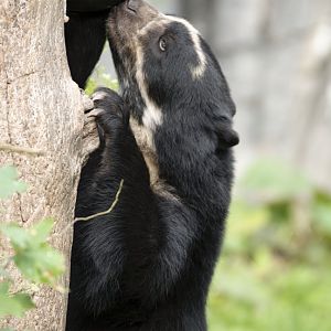Spectacled bear (Tremarctos ornatus)