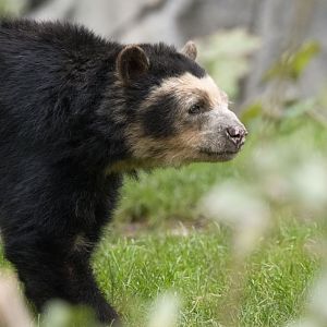 Spectacled bear (Tremarctos ornatus)