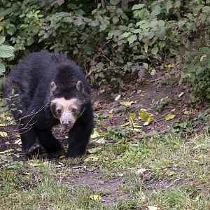 Spectacled bear (Tremarctos ornatus)