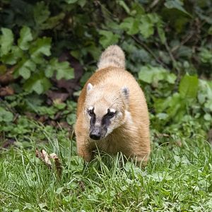 South American coati (Nasua nasua)