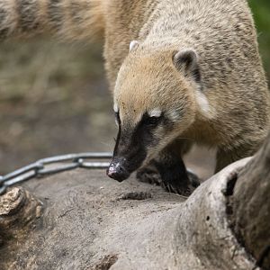 South American coati (Nasua nasua)