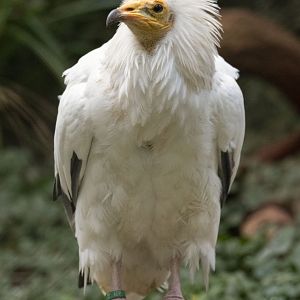 Western Egyptian vulture (Neophron percnopterus percnopterus)