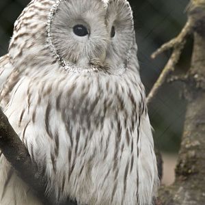 Ural owl (Strix uralensis)