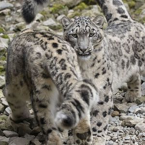 Snow leopard (Panthera uncia)