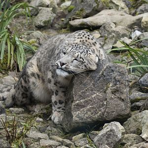 Snow leopard (Panthera uncia)