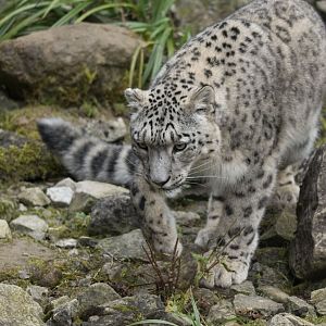 Snow leopard (Panthera uncia)