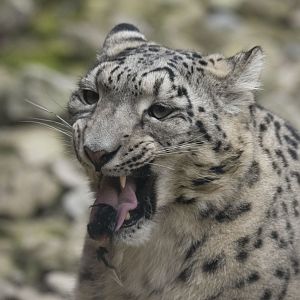 Snow leopard (Panthera uncia)